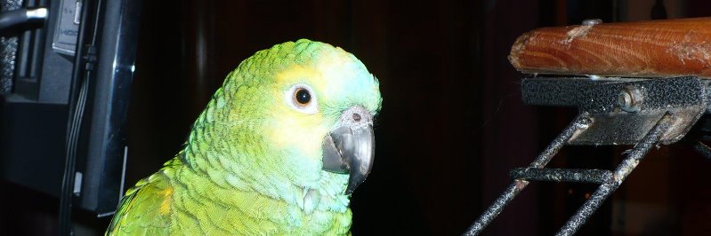 Amelia, a green parrot
