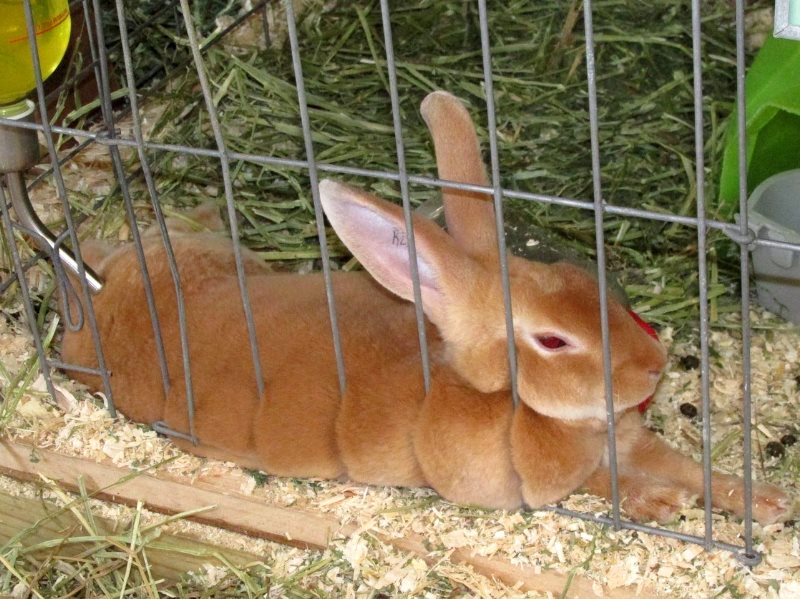 A bunny pouring out of a cage