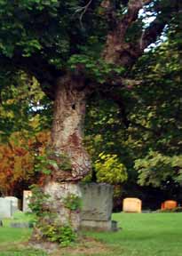 Grave tree