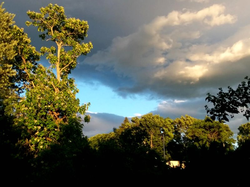 Trees and the sky