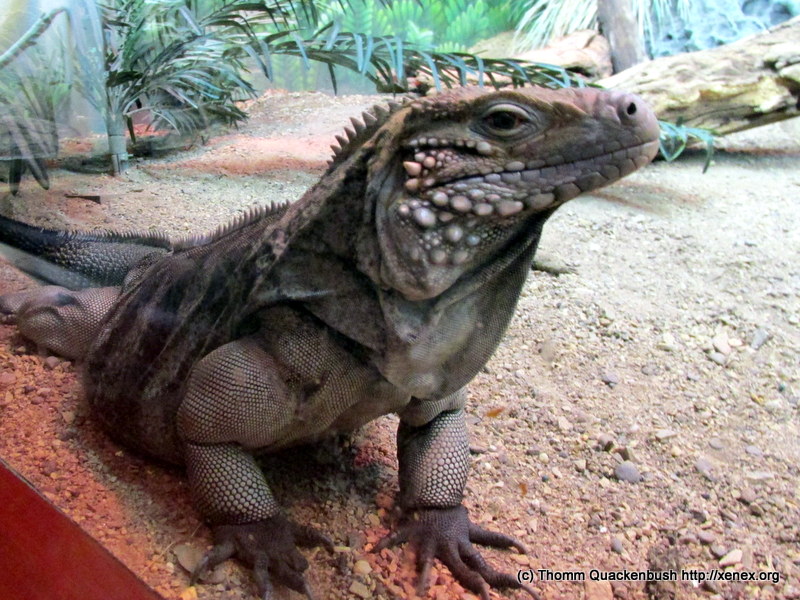 Iguana