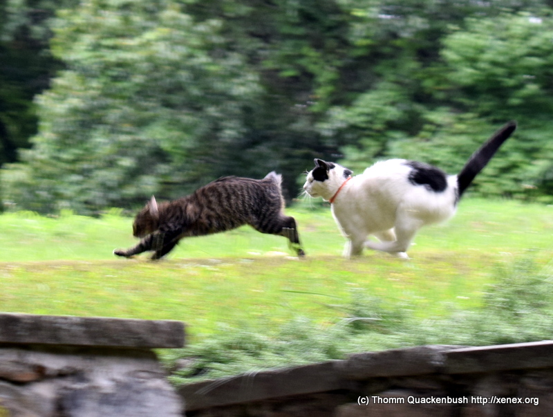 Kit-Kat chasing Jareth the Goblin King and Kit-Kat