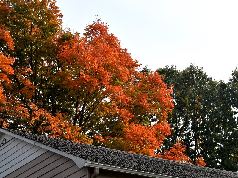 Leaves changing