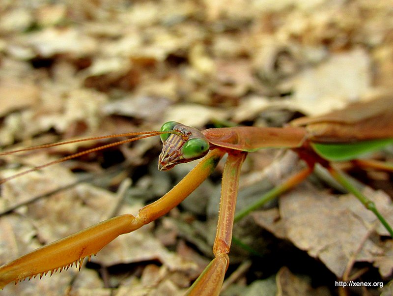 Preying mantis