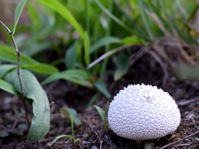 I don't actually know if this mushroom is toxic