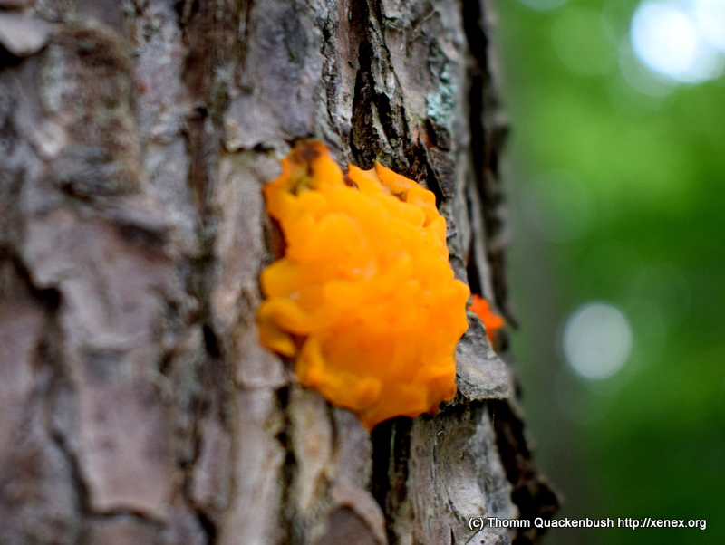 orange fungus