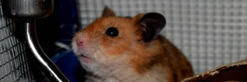 Pico, the hamster