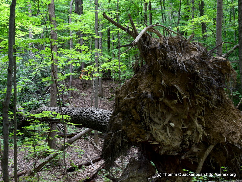 fallen tree