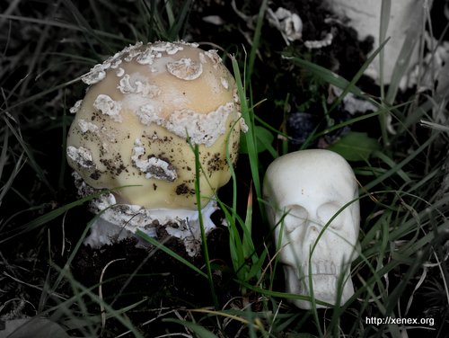 Mushroom and skull