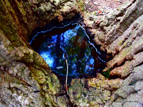 puddle in a tree