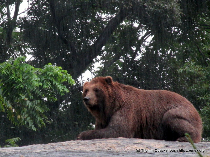 Brown bear